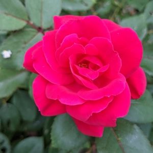 Meet your Posher, Carrie